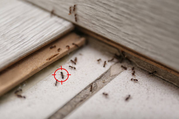 Bird Control in Edgerton, WI