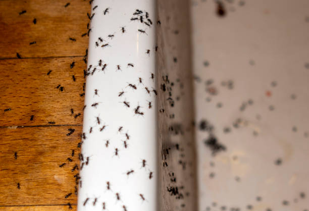Best Mosquito Control Services  in Edgerton, WI