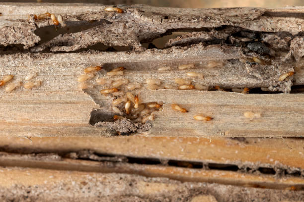 Wasp Removal Services in Edgerton, WI